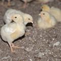 Four chicks are pictured together.