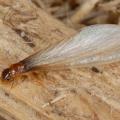 A small brown insect has long, white wings.