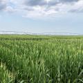 An irrigation structure rises over a corn field.