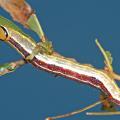 A closeup of a variable oakleaf caterpillar.