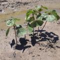 A cluster of small plants have green leaves on reddish stems.