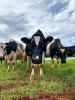 A small group of dairy cows  