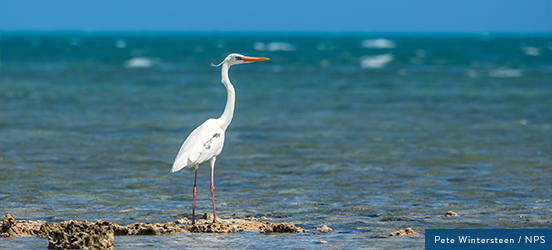 A white crane stands in shallow water looking out at the ocean at Biscayne National Park