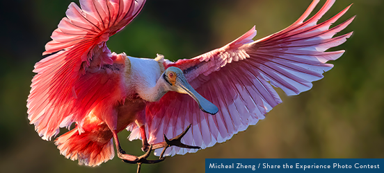 A close up of a Roseate Spoonbill - a pink, flat billed bird - spreading its wings to land in Everglades National Park