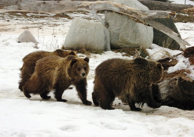 grizzly-bears-yellowstone-mauling-montana-zoo.JPG