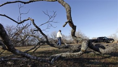 pecan-trees-dead-harvey-hayek-121510.jpg