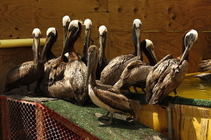 oil-spill-pelicans-060810.jpg