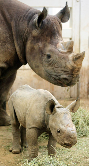 Baby rhino makes debut at Cleveland Metroparks Zoo