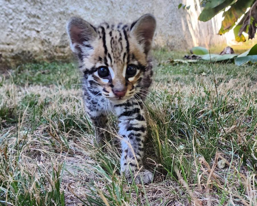 Filhote de jaguatirica resgatado pela Sema é destinado para zoológico de Curitiba