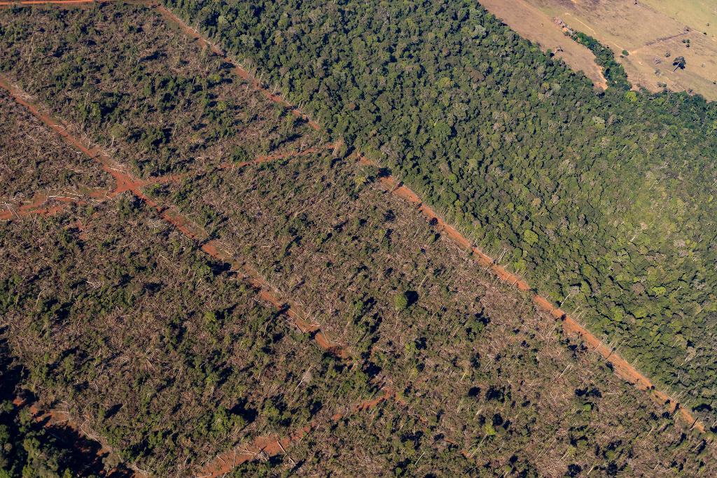 Sema embarga 1,86 milhão de hectares por crimes ambientais de 2019 a 2024