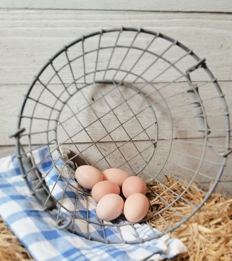 Top 10 Best Egg Laying Chicken Breeds