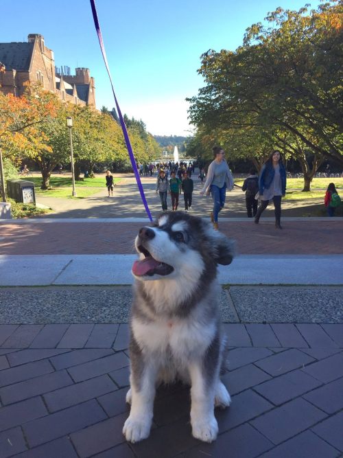 The Dawg of the Day is Kayuh, a malamute puppy whose mom is UW student Taylor Albrecht.