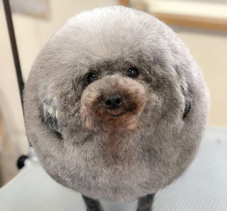 Ball or Dog?