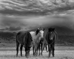 Polvere e cavalli 50x60 Fotografia in bianco e nero Cavalli selvaggi Mustangs Non firmato