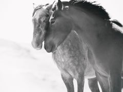 "Anime gemelle" 36x48 Fotografia in bianco e nero Cavalli selvaggi, Mustangs Firmato AP 