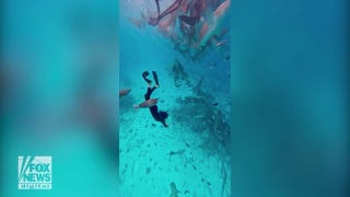 Woman conquers fear of sharks by swimming with over 20 of them - Fox News