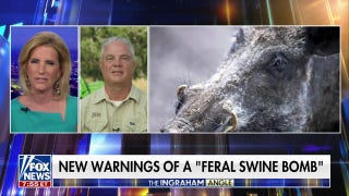 Texas rancher says wild hogs cause $50M in agriculture damage per year - Fox News