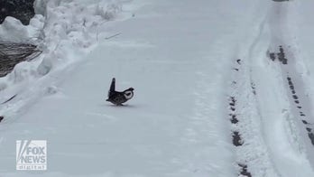 Ducky grouse seen walking along Independence Pass in Colorado