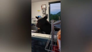 Bear at Tennessee amusement park is 'all about this gumbo' before frightening employee - Fox News