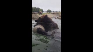  Oakland Zoo’s bears enjoy some pool playtime - Fox News