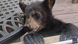 Curious cub paws at window of Asheville home - Fox News