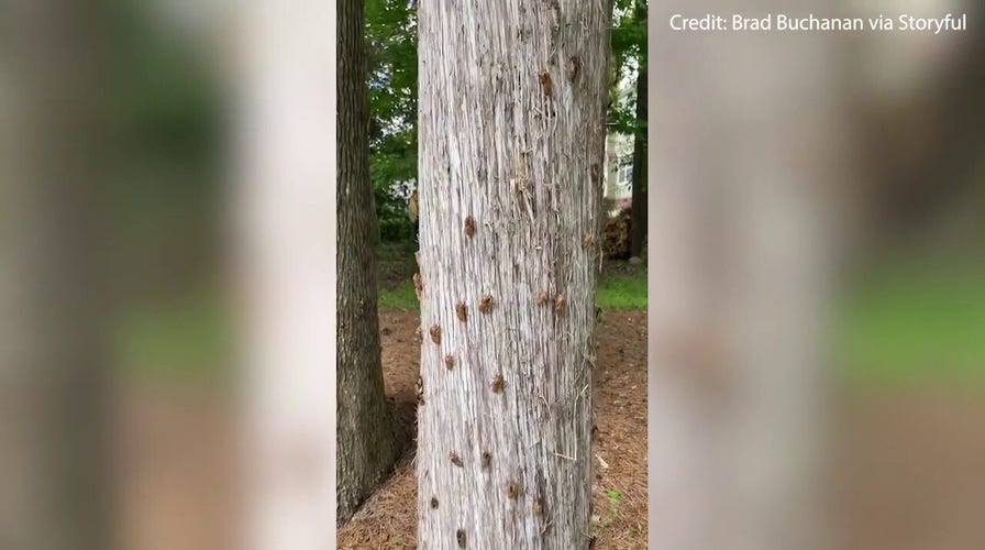 An inrush of cicadas emerge from the ground