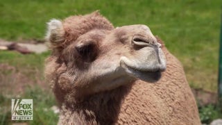 Camel shows off his vocalizing skills as he asks for a snack and more - Fox News