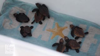 Turtle named Barney and 10 hatchlings released into ocean after rehabilitation - Fox News