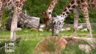 Baby giraffe still 'wobbly' on its feet at six feet tall - Fox News