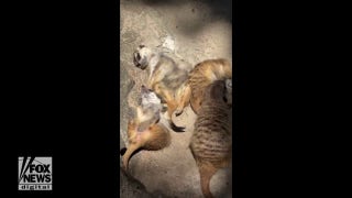 Meerkats go sunbathing together at Memphis Zoo - Fox News