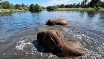 Elephants cool off with a dip in the lake