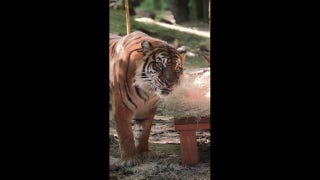 Tiger celebrates 18th birthday in style - Fox News