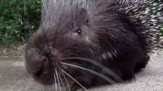 Nolina the porcupine celebrates her 20th birthday at the Oregon Zoo - Fox News