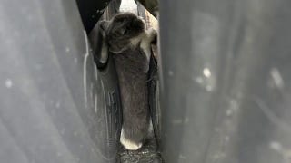 Kitten rescued from semi-truck wheel well in Ohio - Fox News