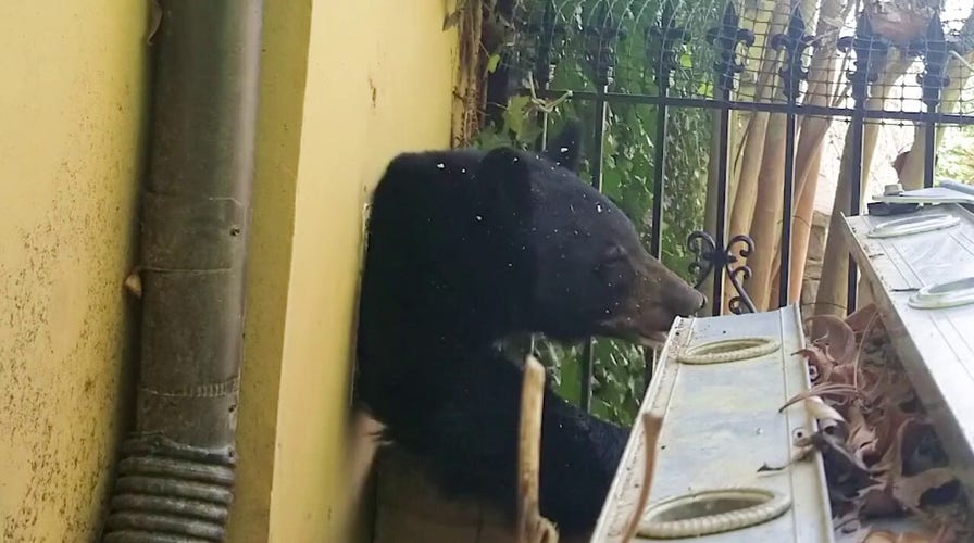 Black bear caught squeezing out of North Carolina house vent