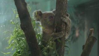Chicago zoo welcomes two koalas for the first time - Fox News