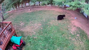 Family shocked to find bear and cubs at backyard bird feeder as mama bear charges