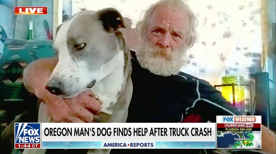 Dog runs four miles to get help for owner after truck goes off cliff 