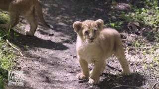 Baby lions at the London Zoo get their official names - Fox News