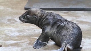 Washington zoo celebrates birth of its first sea lion pup - Fox News