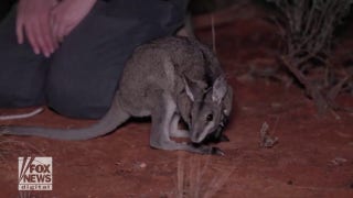 Endangered wallabies relocated to New South Wales on ‘delicate mission’ - Fox News