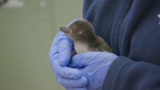 Zoo welcomes six baby penguins after they needed treatment post-birth - Fox News