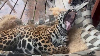 Jaguar enjoys a lazy day at the zoo - Fox News