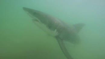 California scientists tag sharks in Pacific Ocean