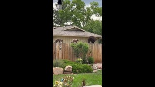 Bear and cubs walk on fence between Colorado homes - Fox News