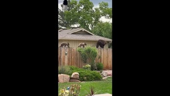 Bear and cubs walk on fence between Colorado homes