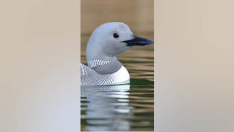 Photographer snaps RARE white loon