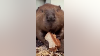 WATCH: Beaver eats peanut butter