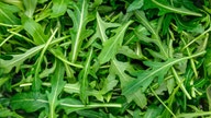 Arugula sold at major supermarket chain recalled over possible salmonella contamination