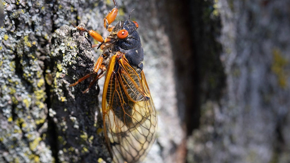 A cicada from a 17-year cicada brood clings to a tree
